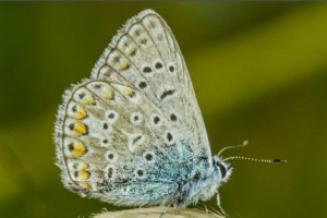 Goyanka filipieiova